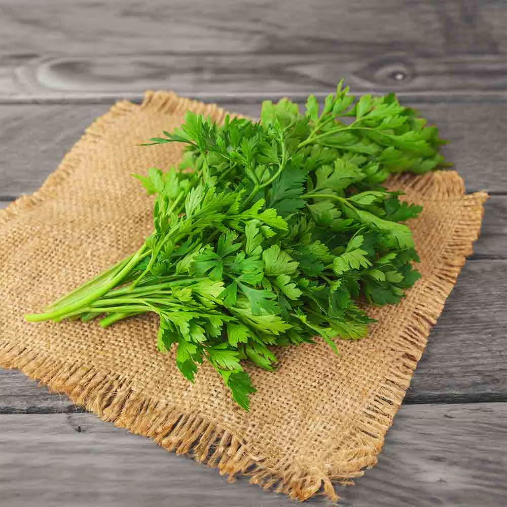 Coriander