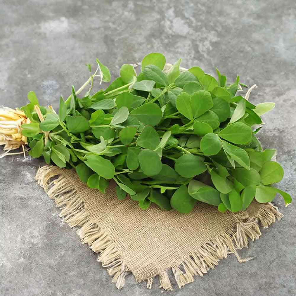 Fenugreek