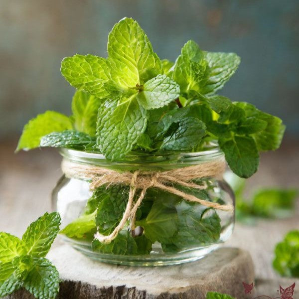 Mint Leaves